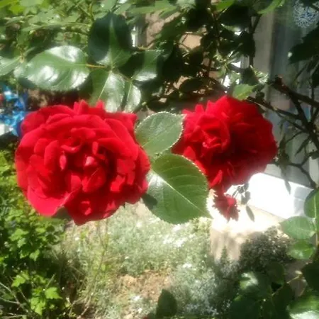 Gæstehus Kurvilla Fuerstin Pauline