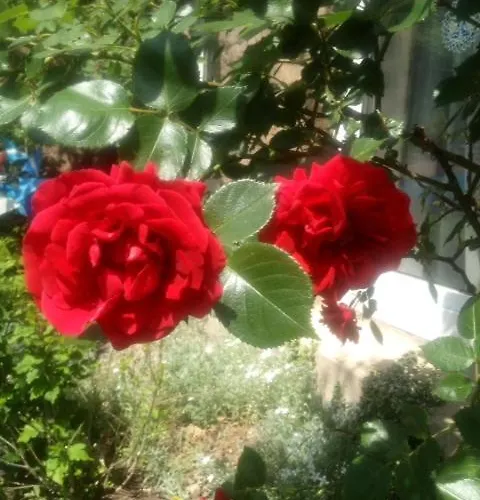 بيت ضيافة Kurvilla Fuerstin Pauline